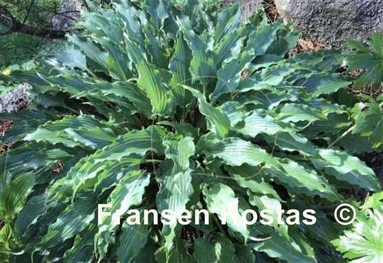 Hosta String Quartet